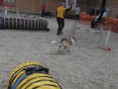 /album/tordaszoo-agility-kupa-2013-oktober1/pa190074-2-jpg1/